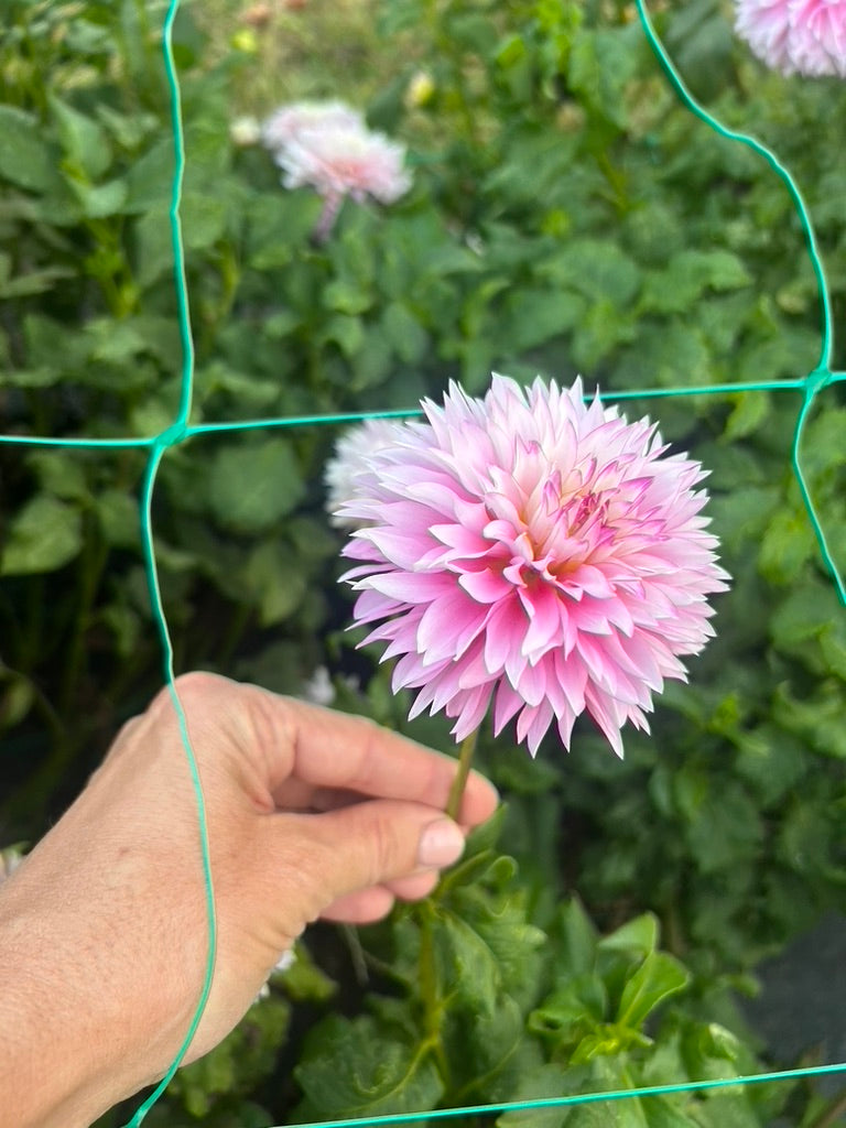 Hollyhill Pinkie dahlia tuber