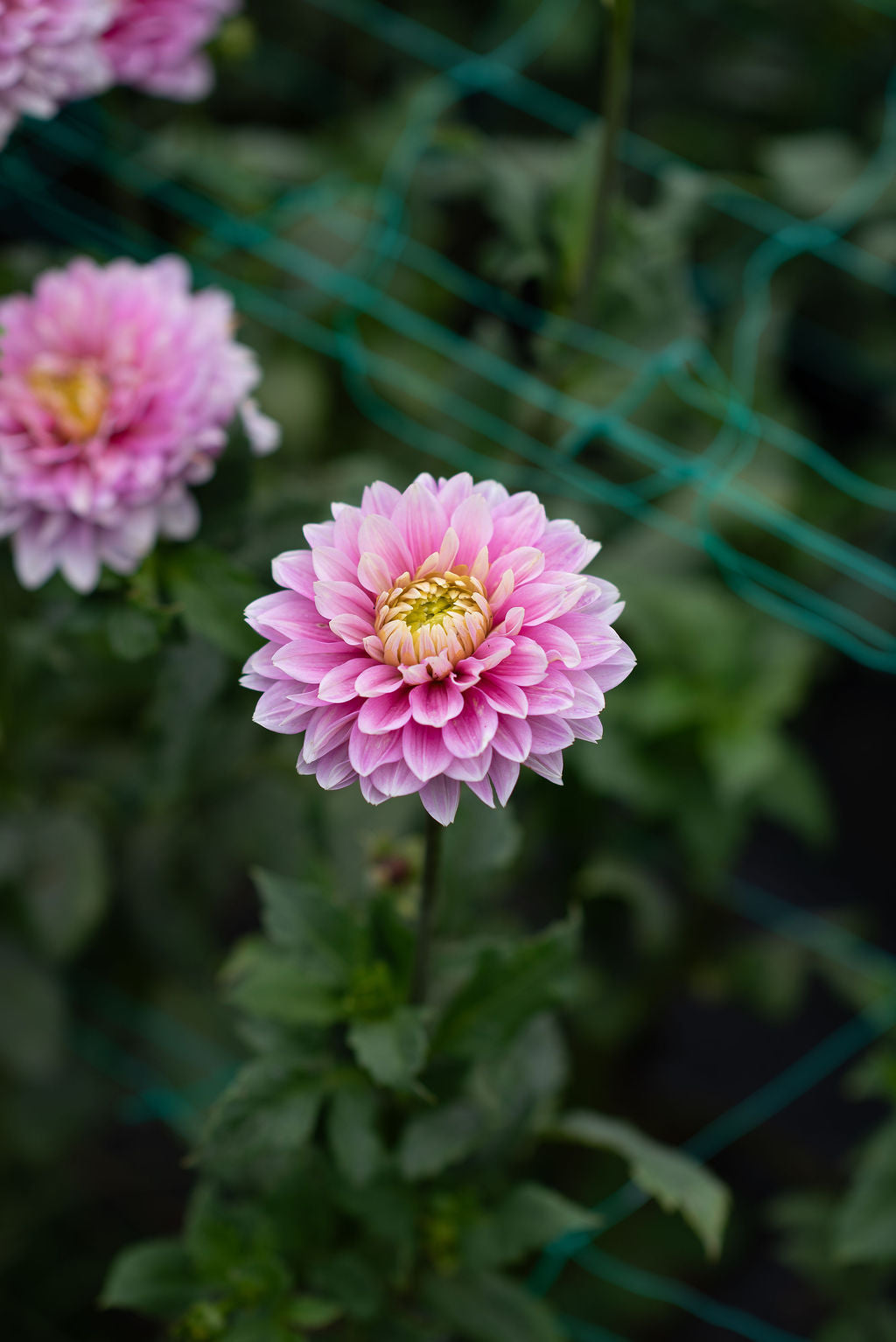 Sugartown Sunrise dahlia tuber