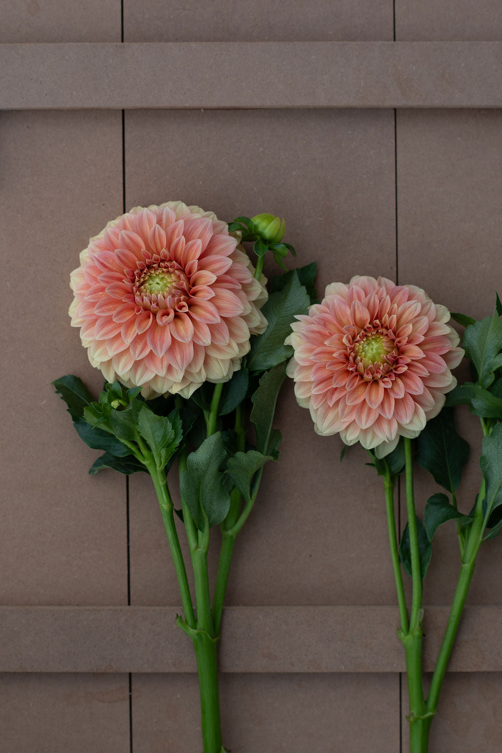 Bocherell dahlia tuber