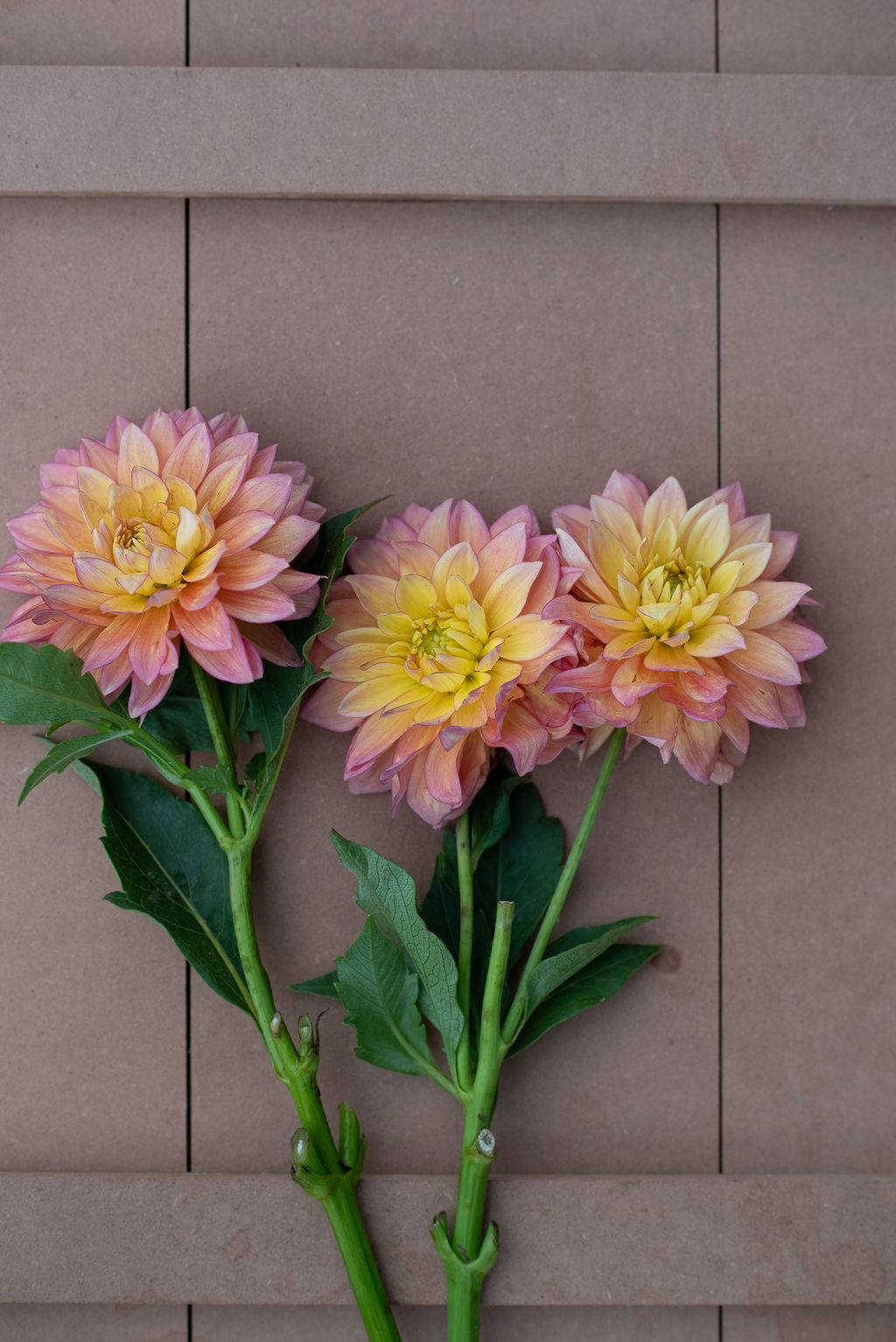 Bloomquist Vigor dahlia tuber