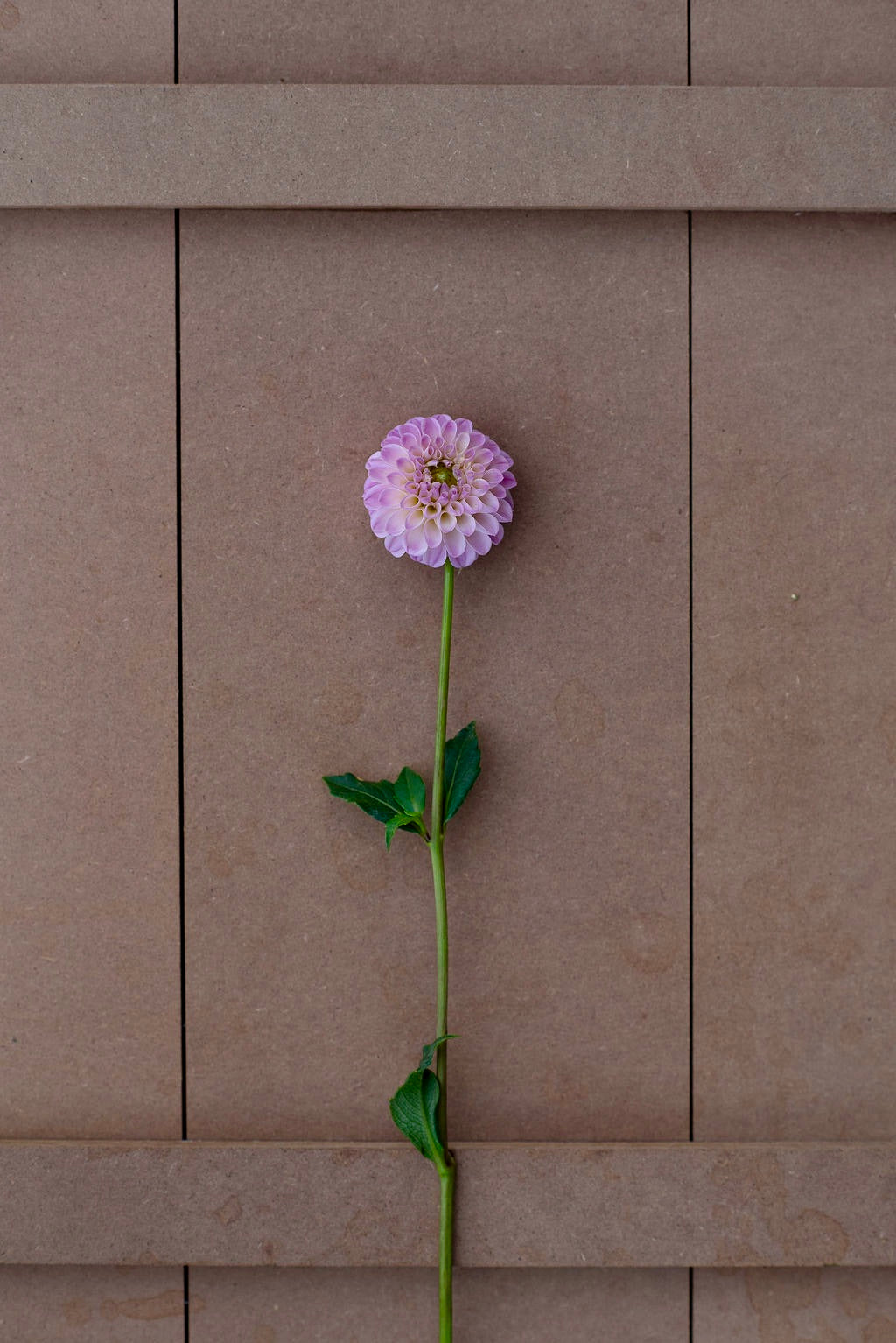 Odyssey dahlia tuber