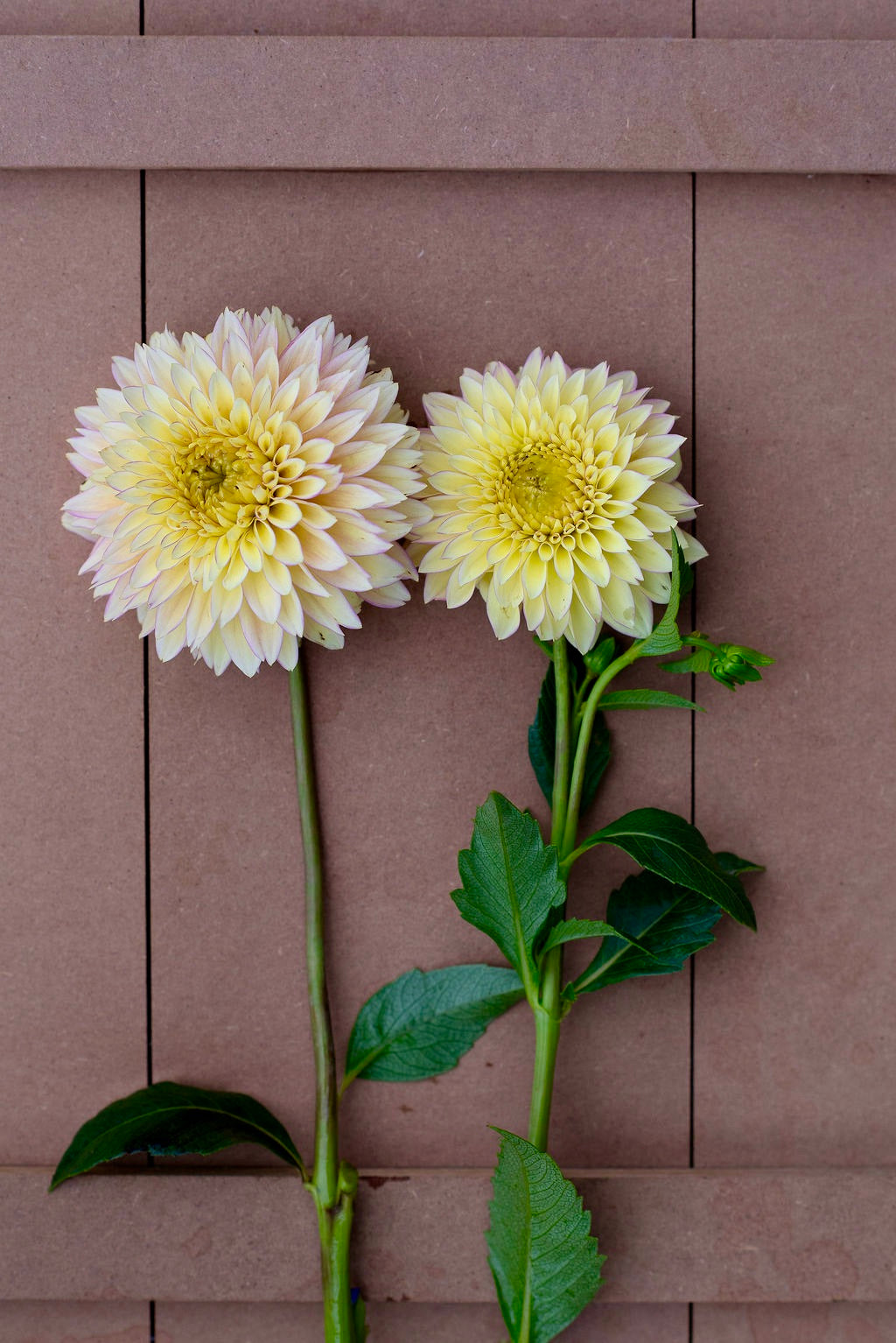 Bloomquist Blush dahlia tuber