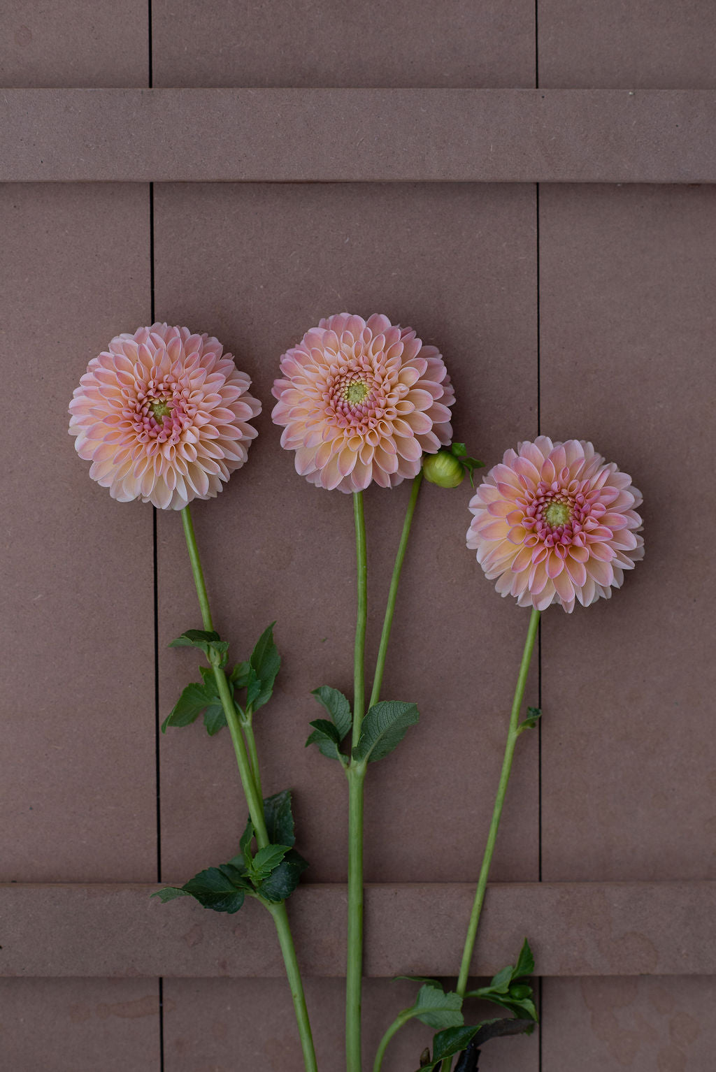 Hapet Salmon dahlia tuber