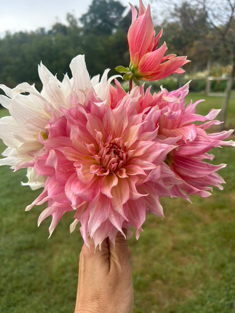 Penhill Watermelon dahlia tuber