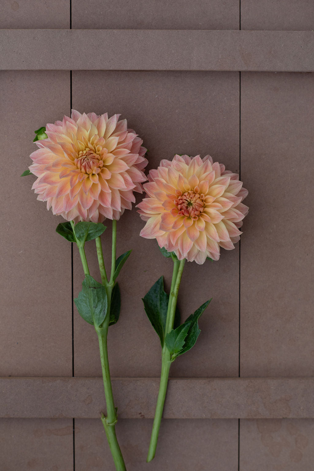 Hamilton Lillian dahlia tuber