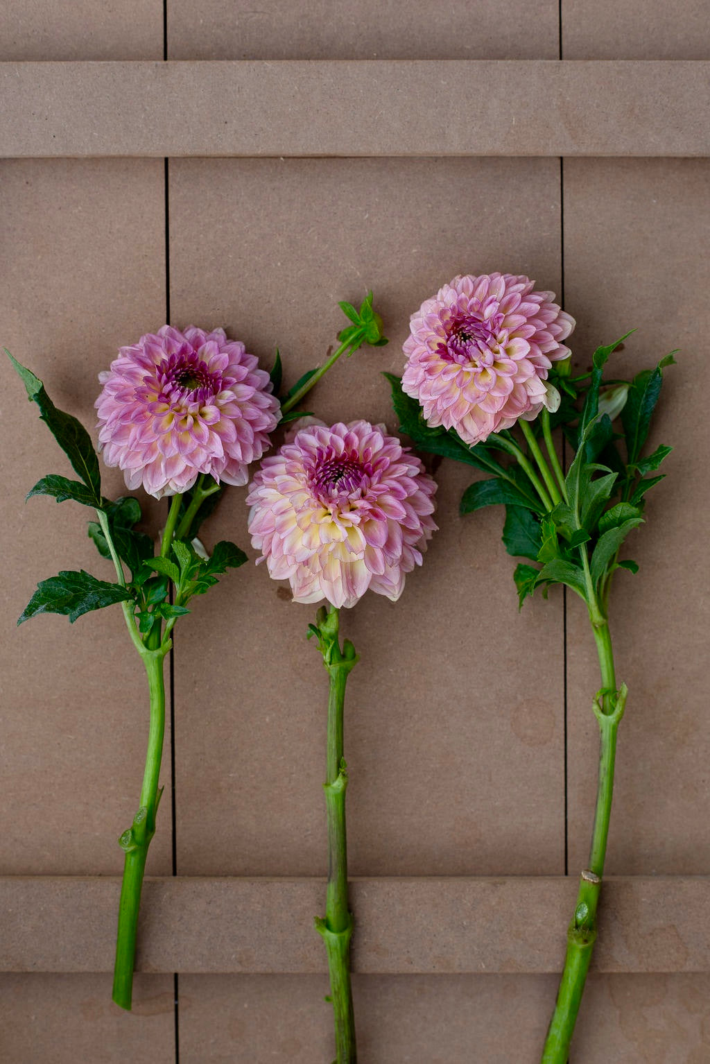 Wine Eyed Jill dahlia tuber