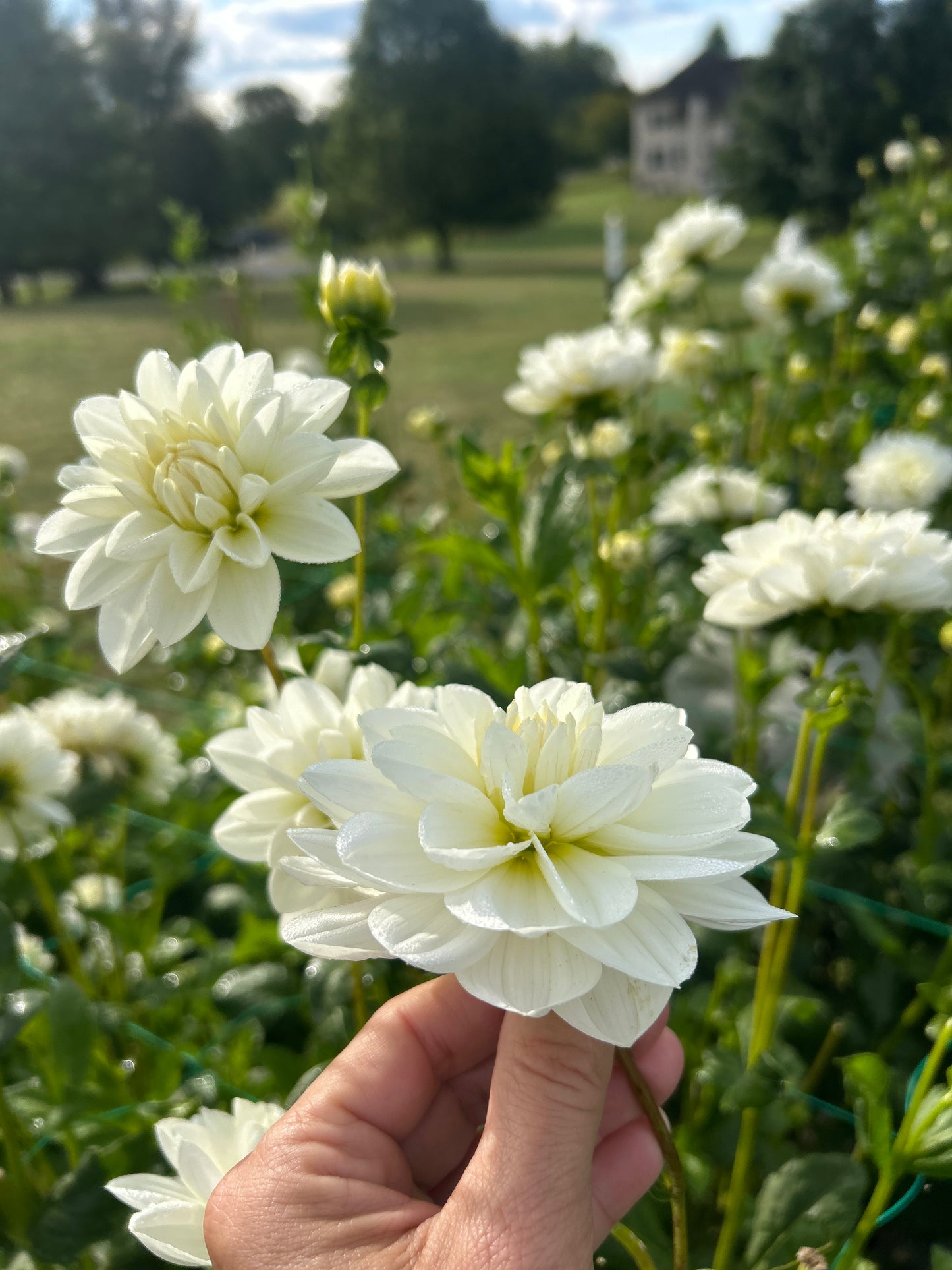 Bridezilla dahlia tuber
