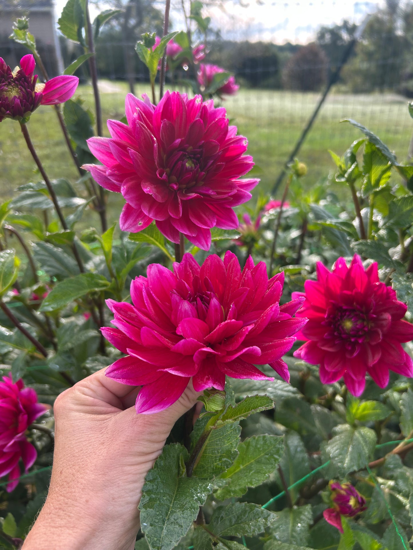 Hollyhill Pandora dahlia tuber