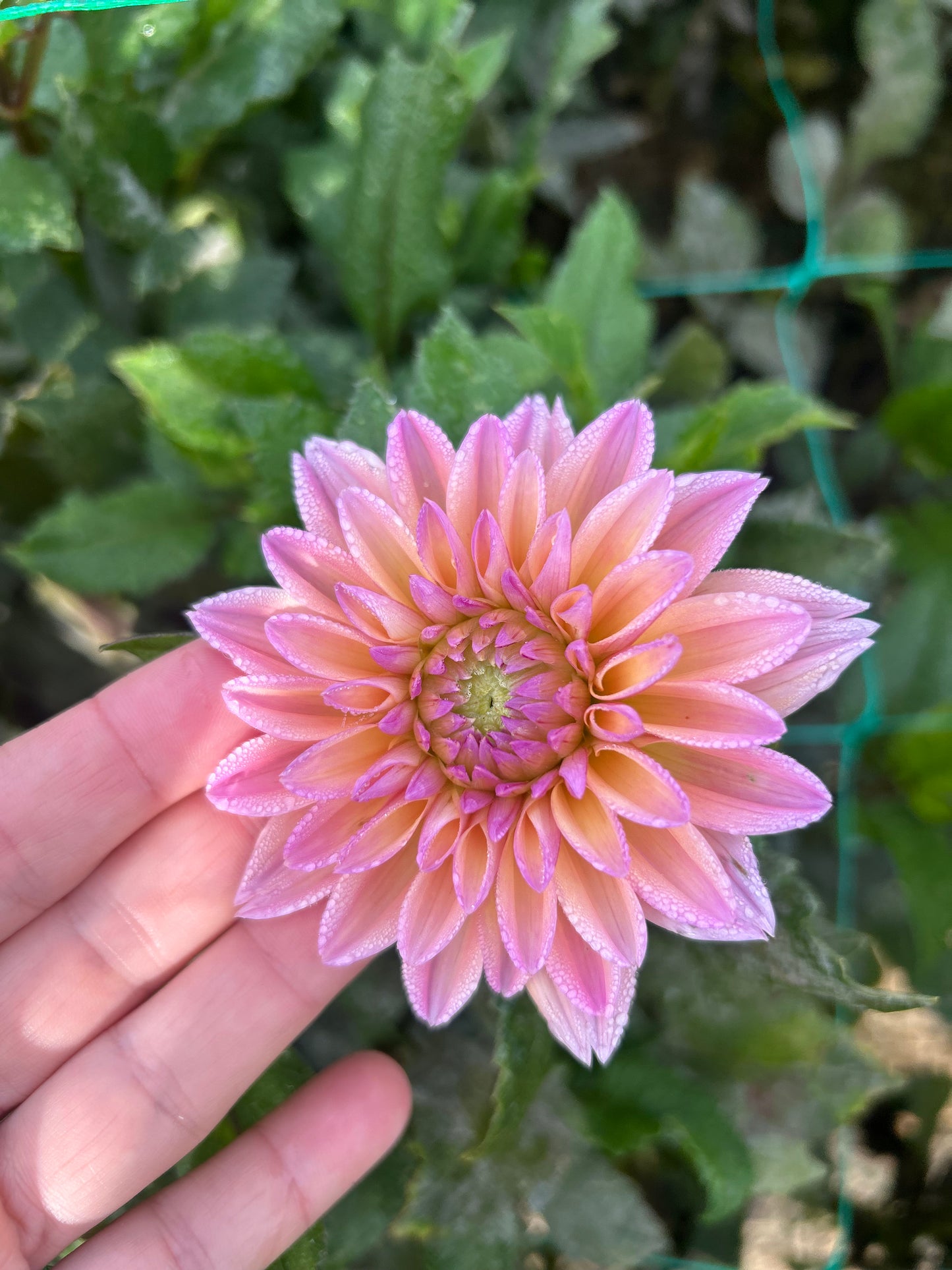 Mondriaan dahlia tuber
