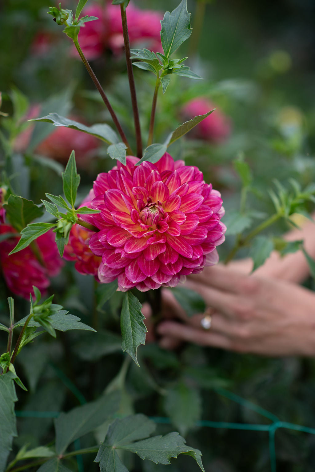 Lee's Scarlet Macaw dahlia tuber