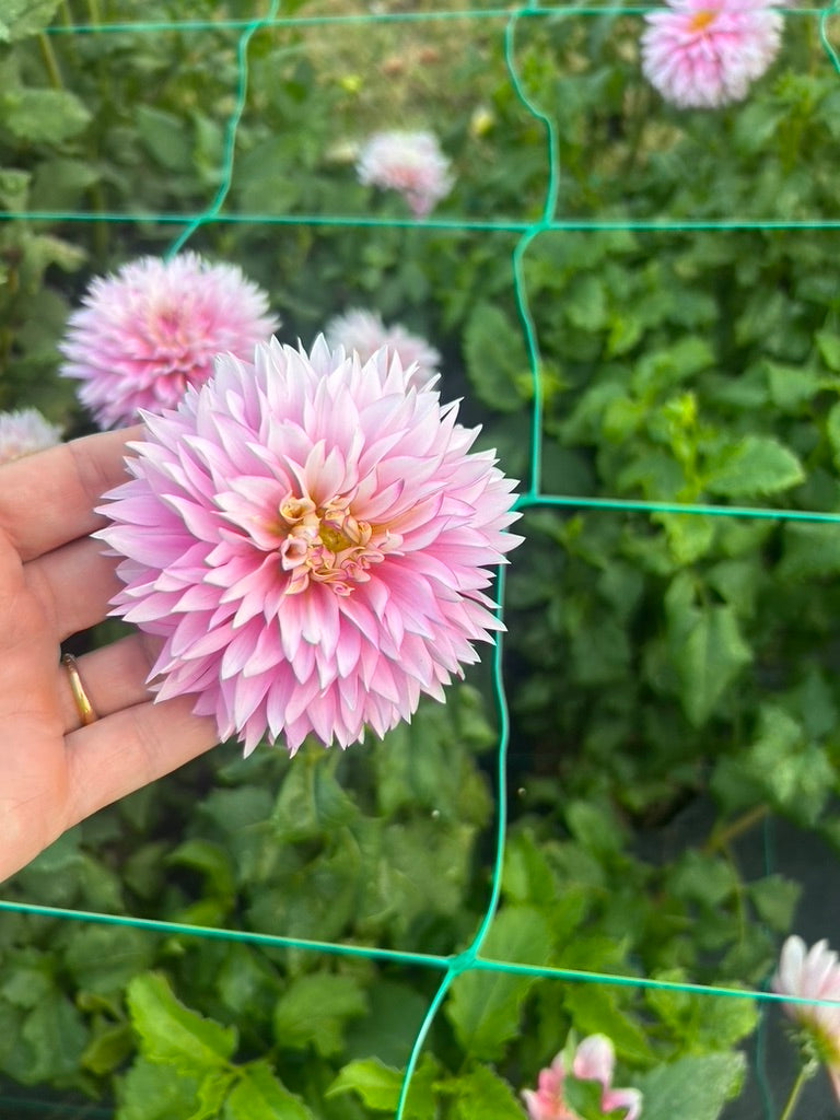 Hollyhill Pinkie dahlia tuber