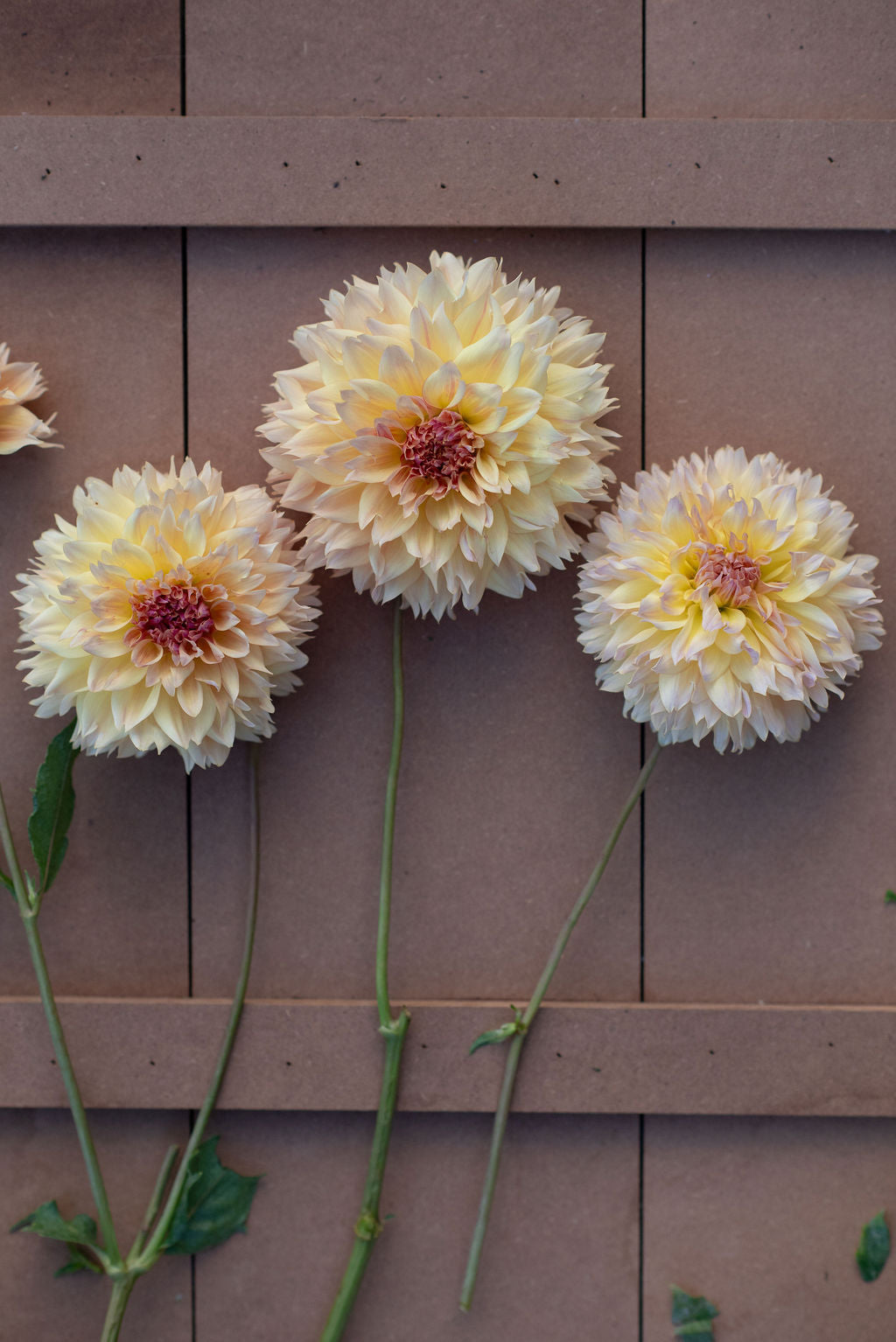 Karmel Korn dahlia tuber