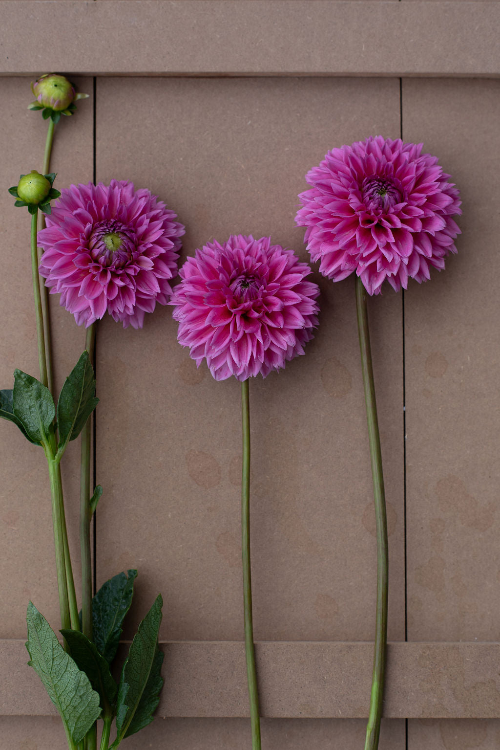 Pink Sylvia dahlia tuber