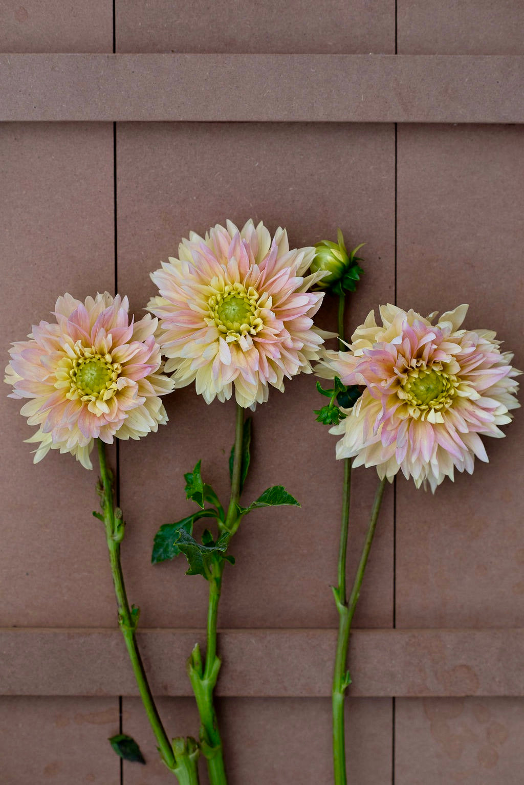 Verkist Tranquility dahlia tuber