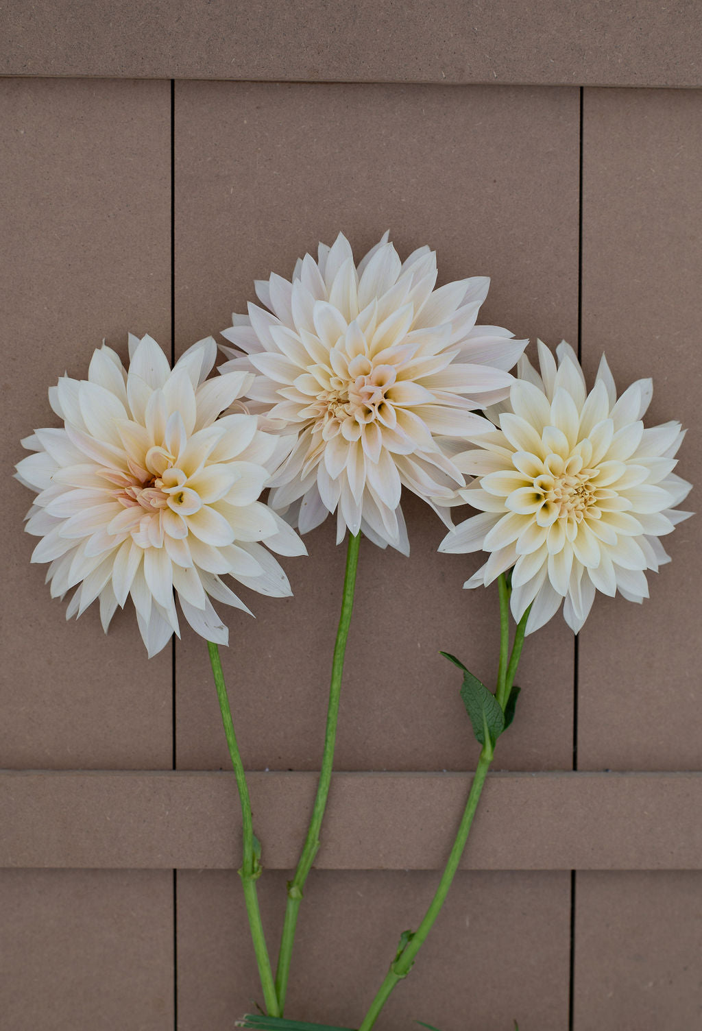 Cafe Au Lait dahlia tuber