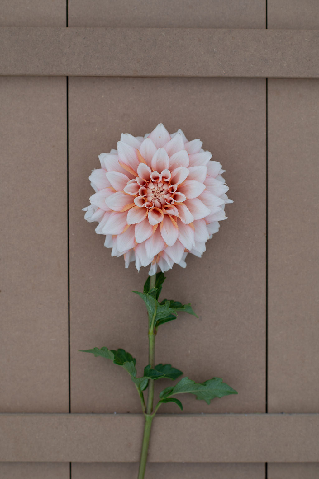 Hollyhill Orange Ice dahlia tuber