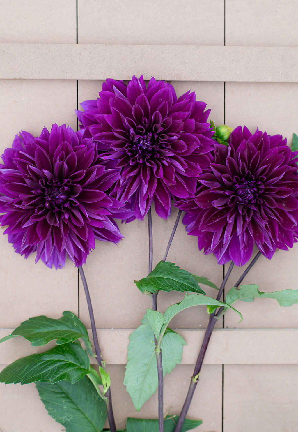 Thomas A Edison dahlia tuber