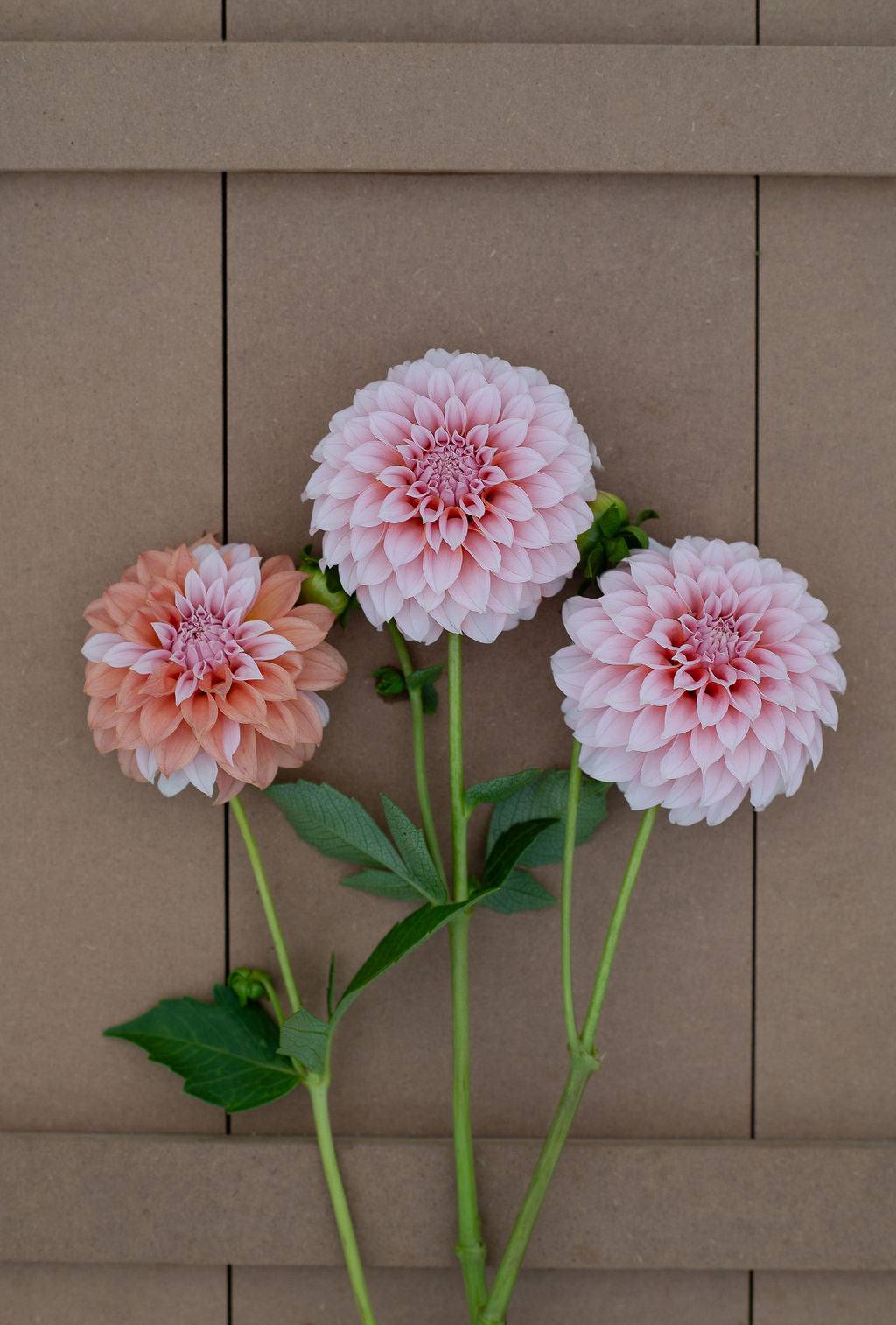Peaches N' Cream tuber