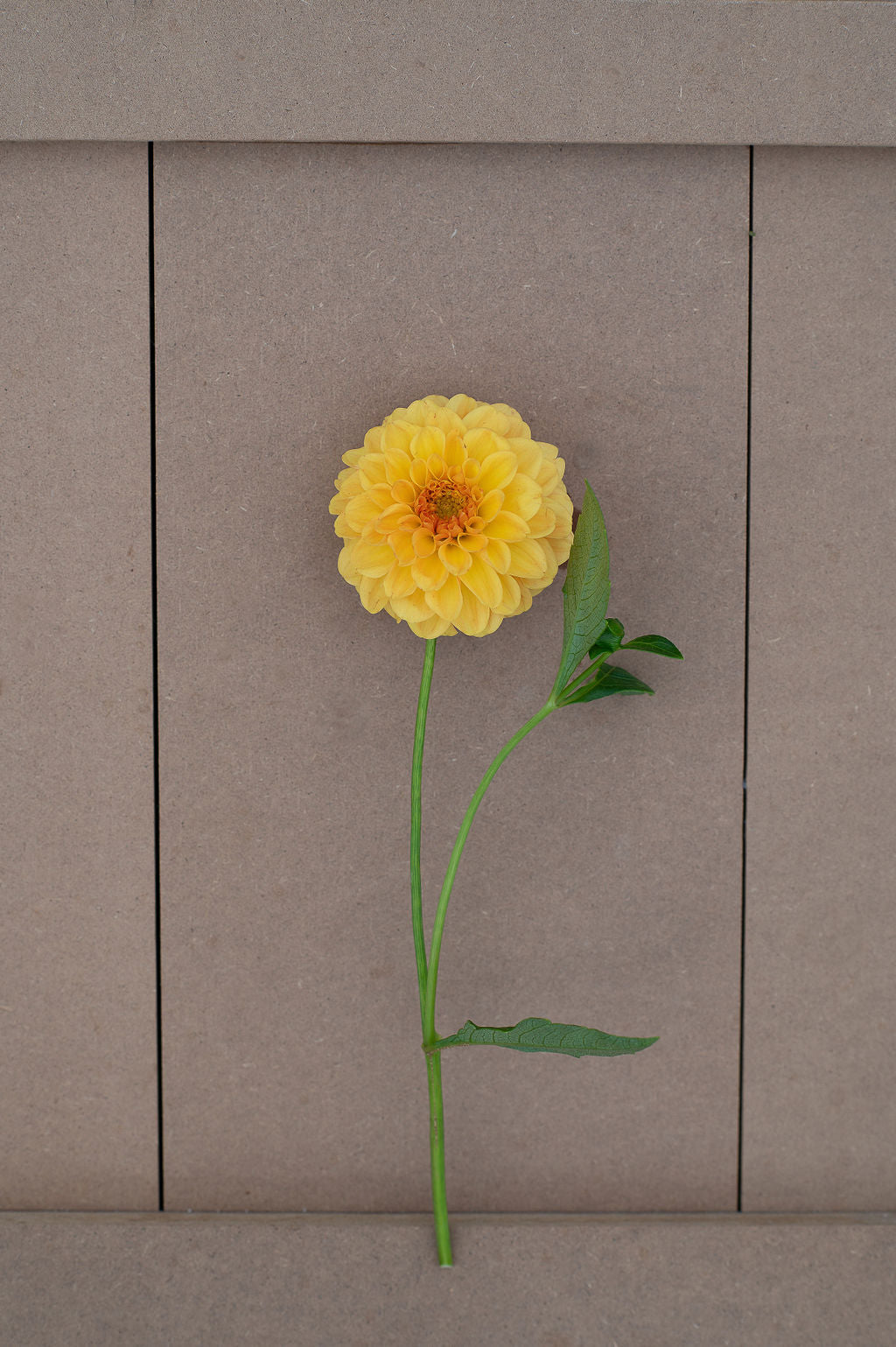Golden Scepter dahlia tuber