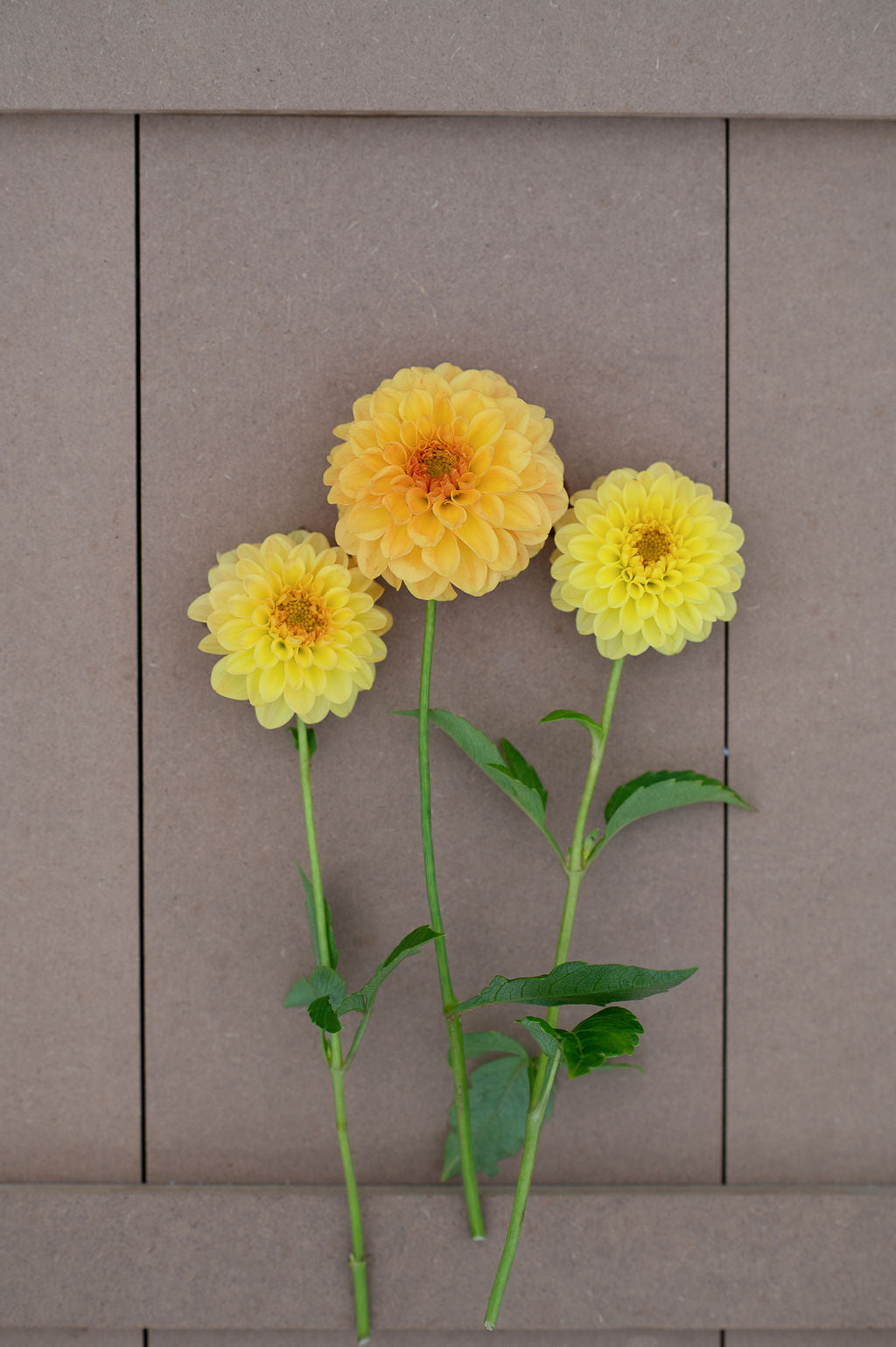 Golden Scepter dahlia tuber