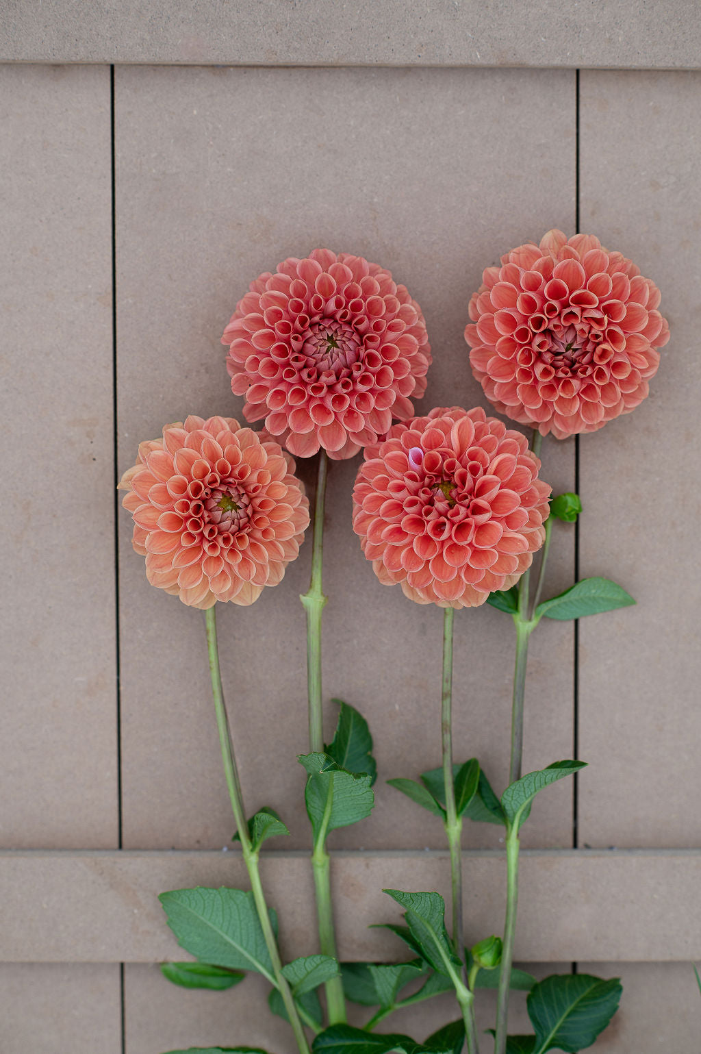 Cornel Bronze dahlia tuber