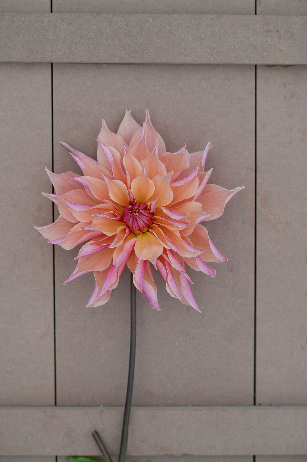Labyrinth dahlia tuber