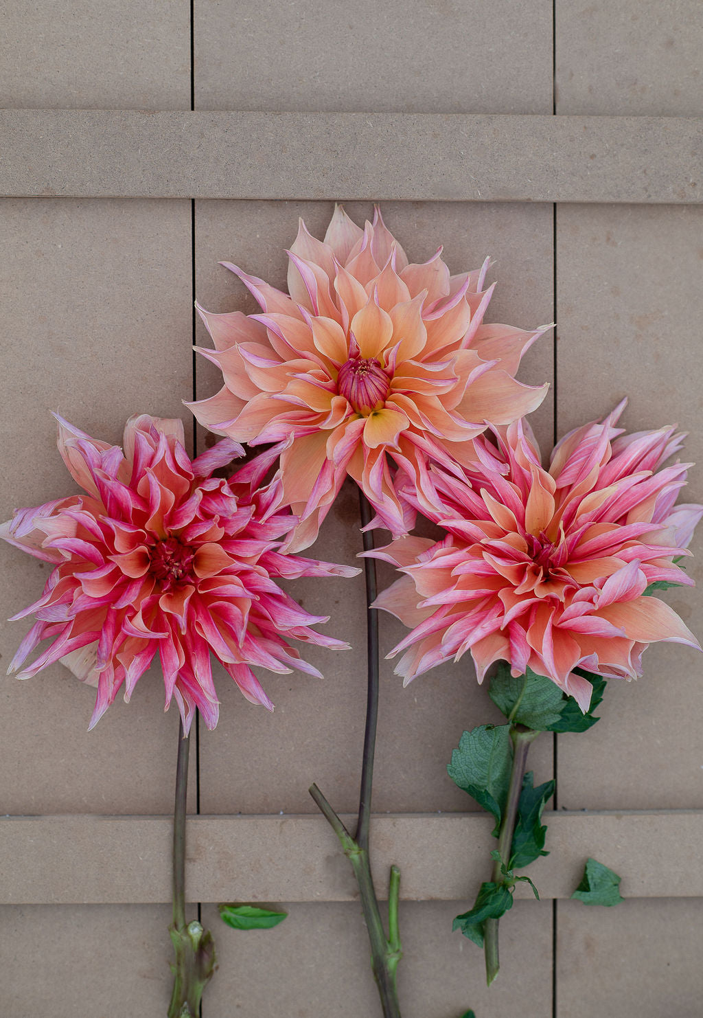 Labyrinth dahlia tuber