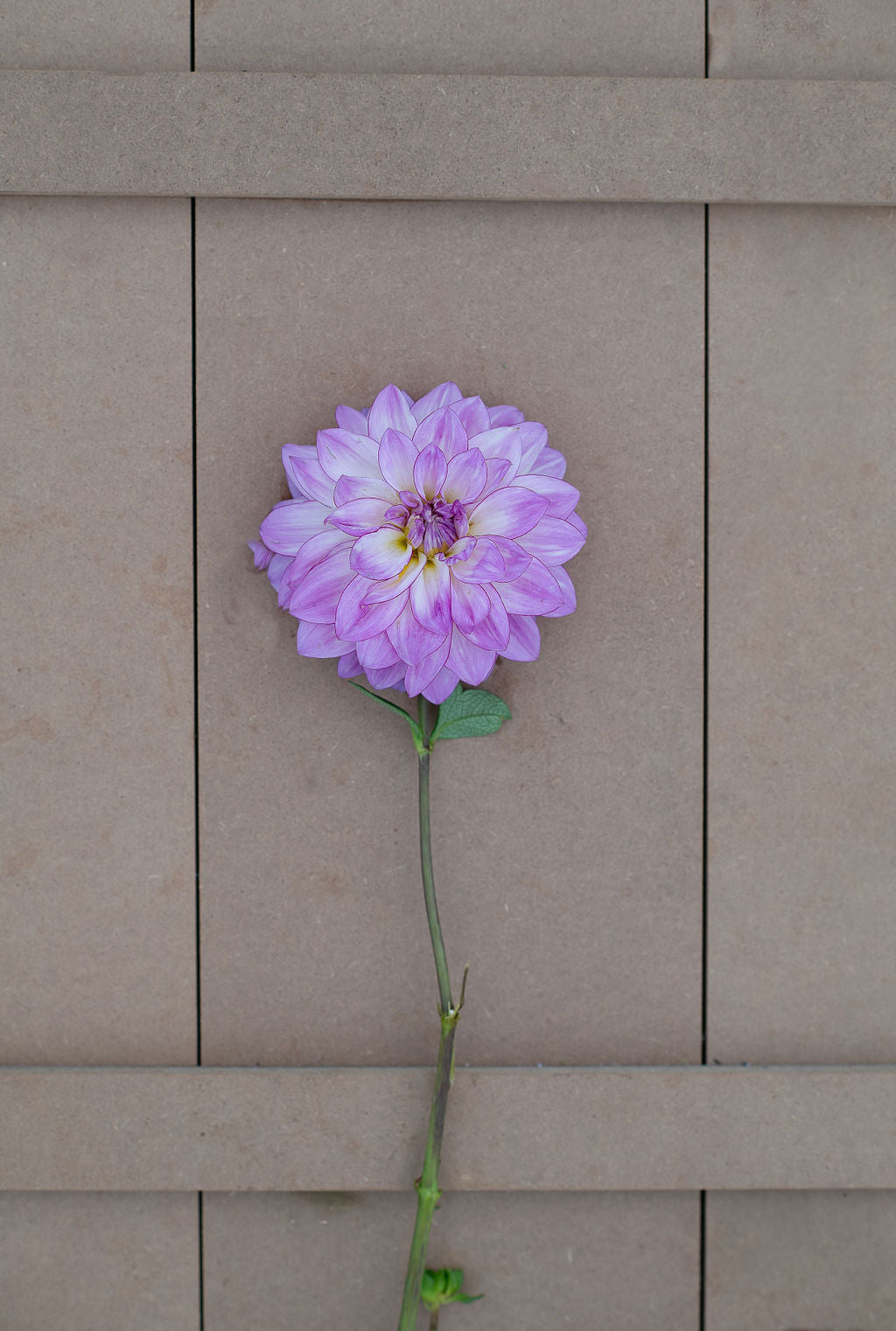 Genova dahlia tuber