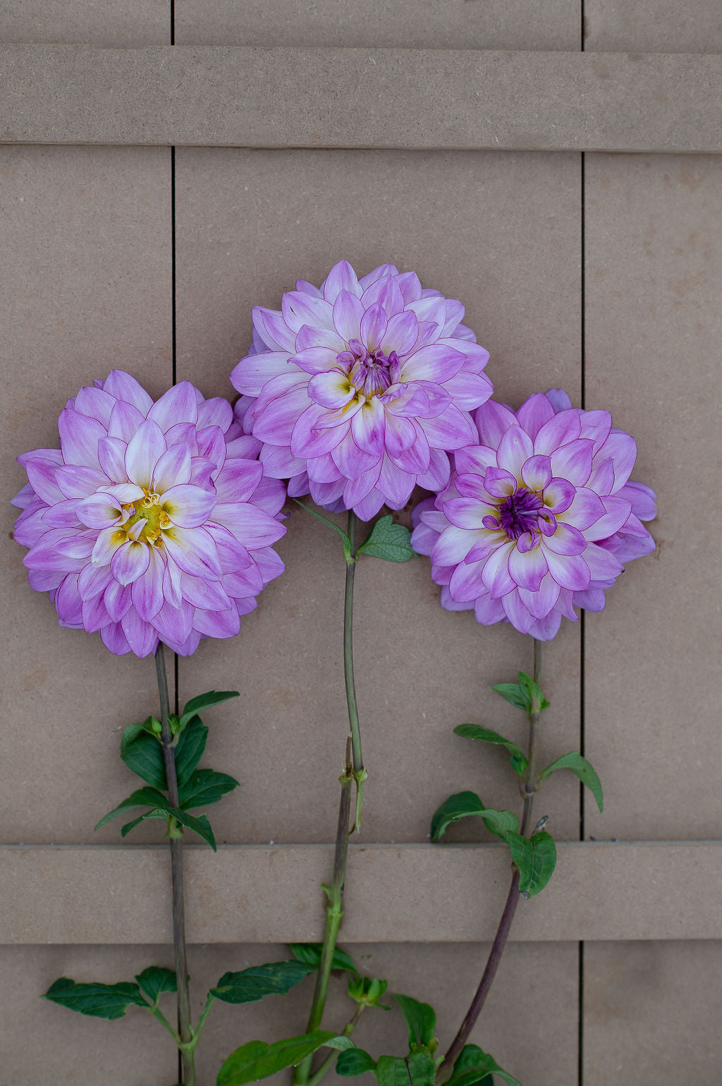 Genova dahlia tuber