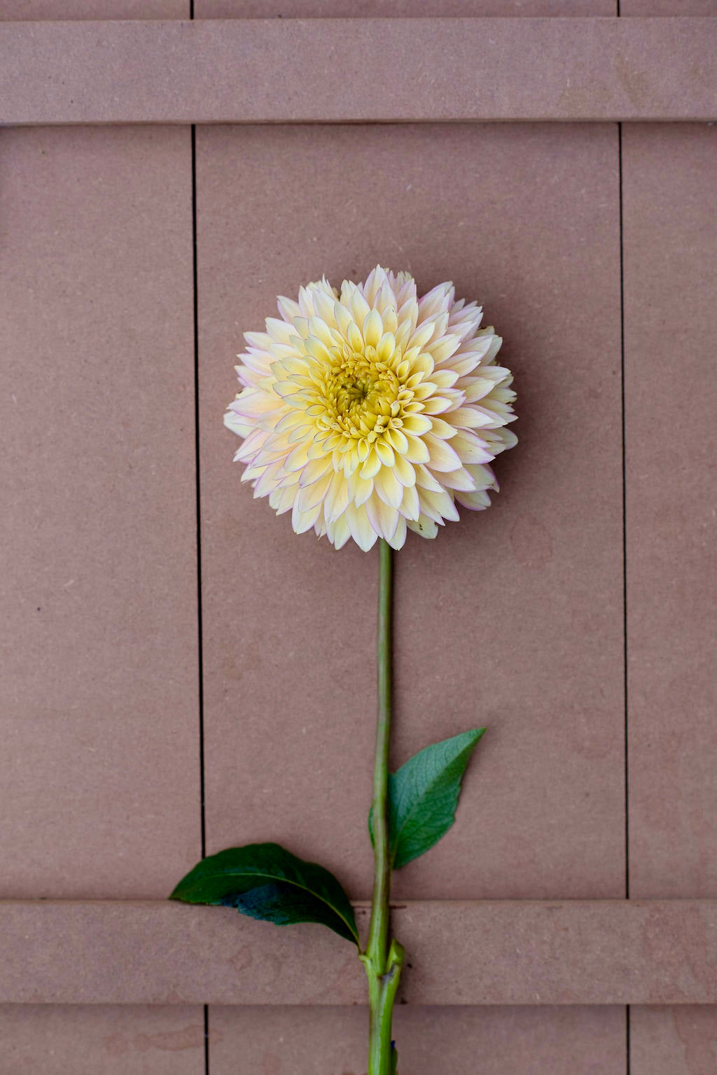 Bloomquist Blush dahlia tuber