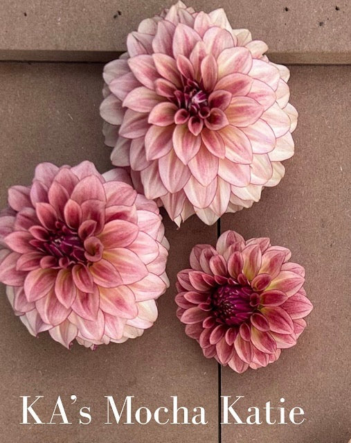 KA Mocha Katie dahlia tuber