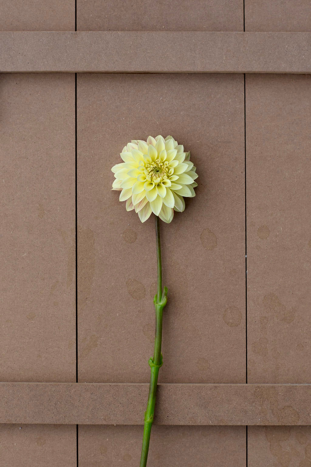 Verrone's Taylor Swift dahlia tuber