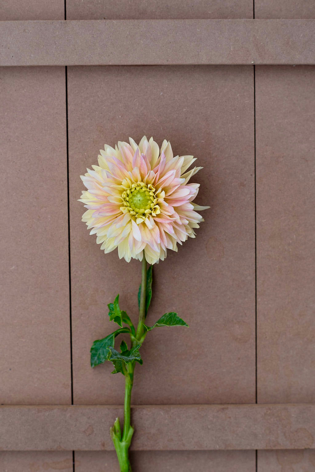 Verkist Tranquility dahlia tuber