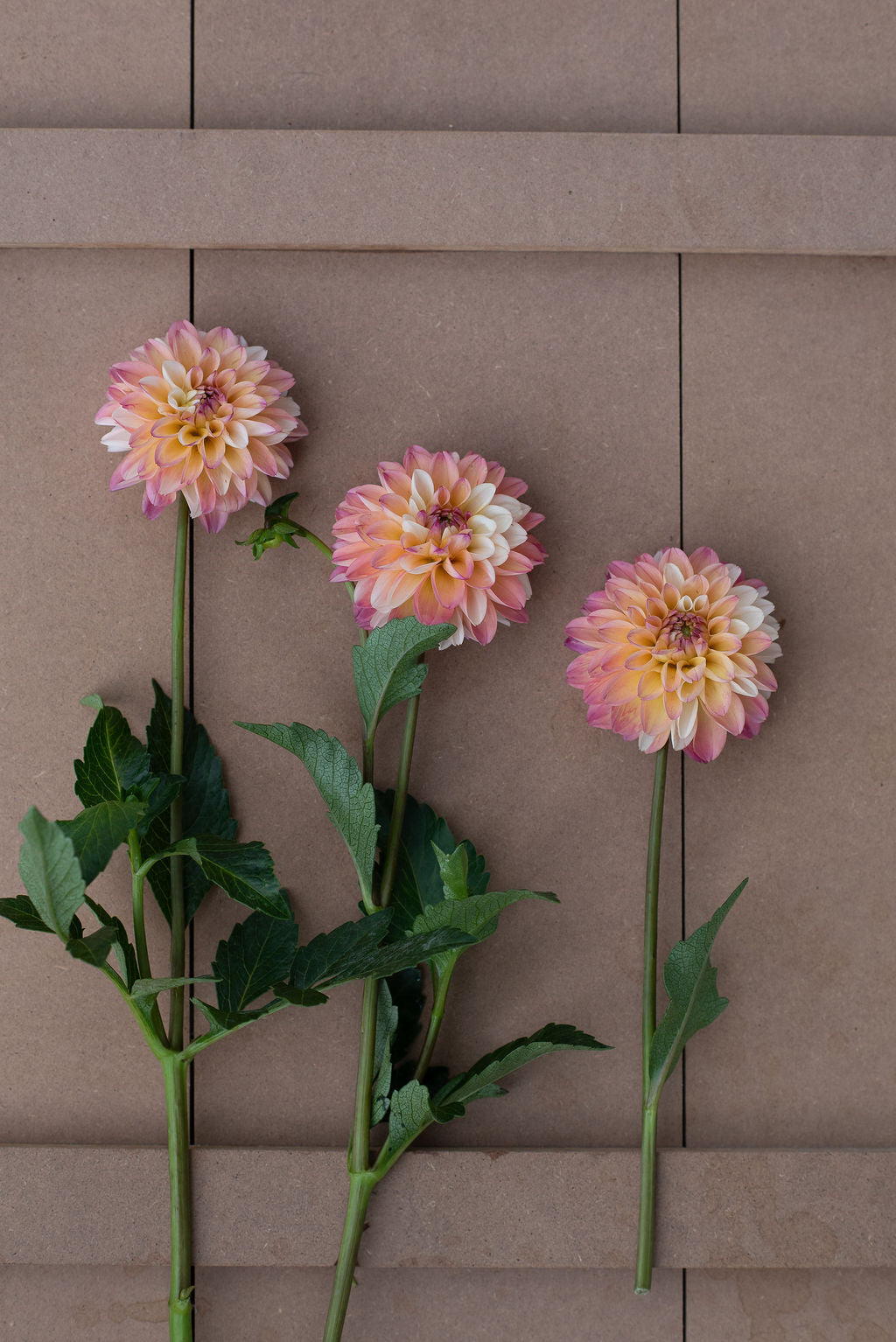 Double Jill dahlia tuber