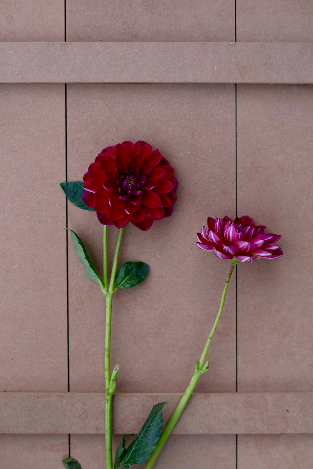 Sandia Bertha dahlia tuber