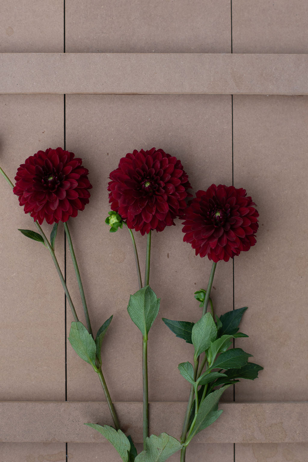 KA's Cardinal dahlia tuber