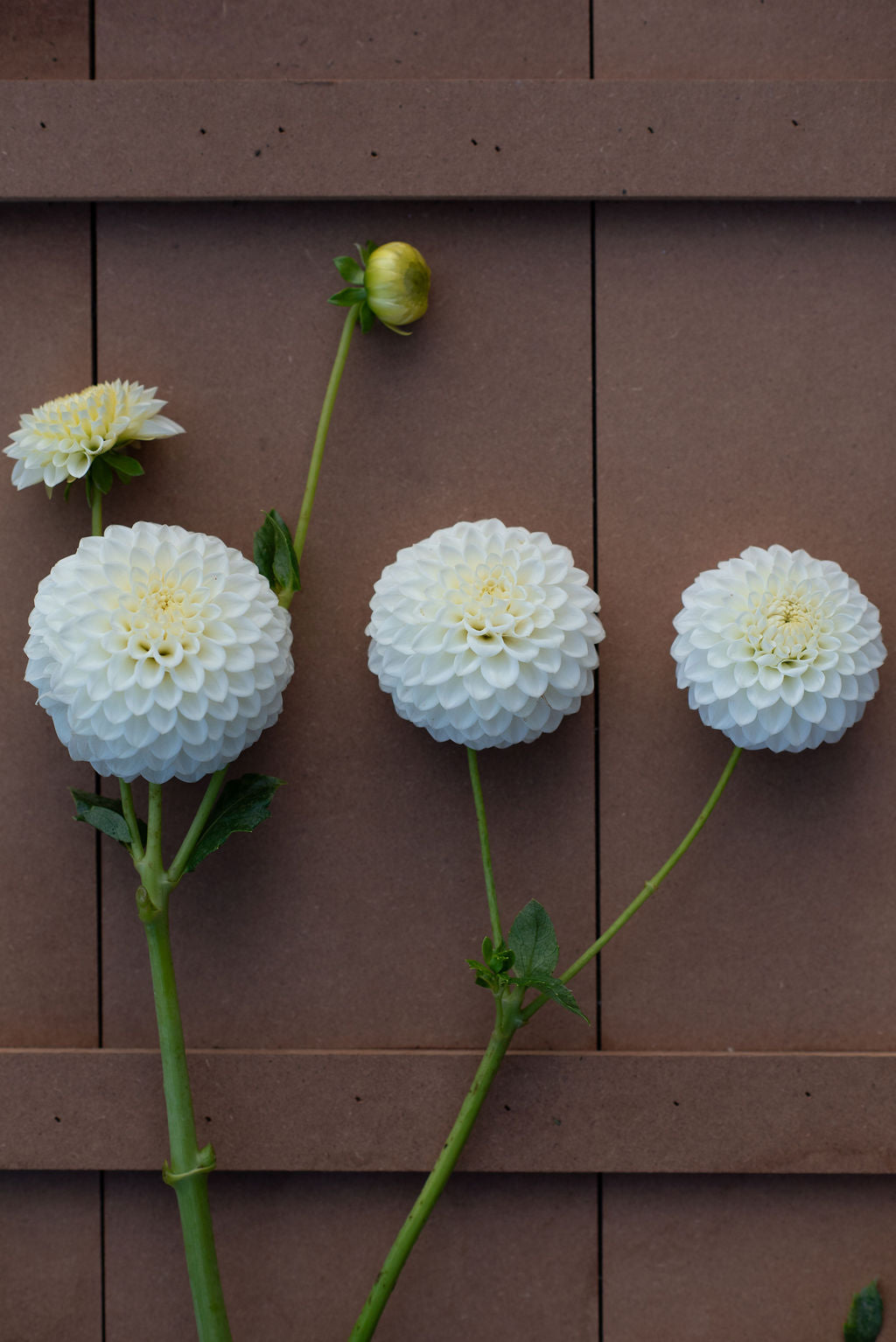 Ryecroft Jan dahlia tuber