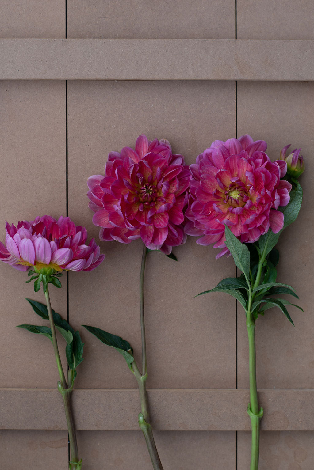Ruthie G dahlia tuber