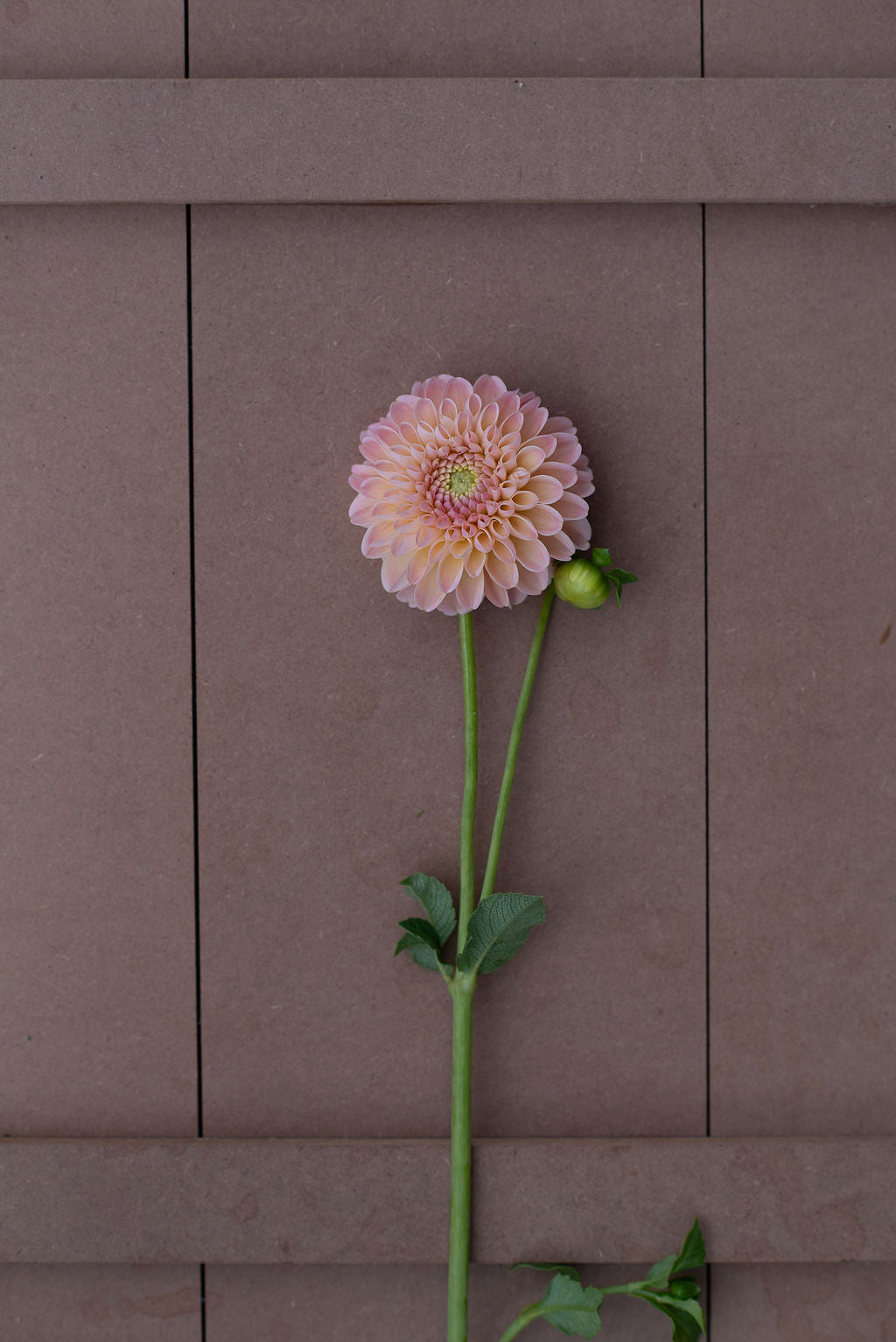 Hapet Salmon dahlia tuber