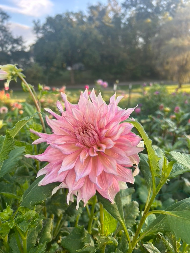 Penhill Watermelon dahlia tuber