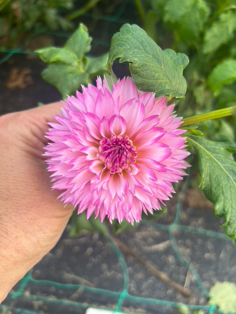 Hollyhill Pinkie dahlia tuber