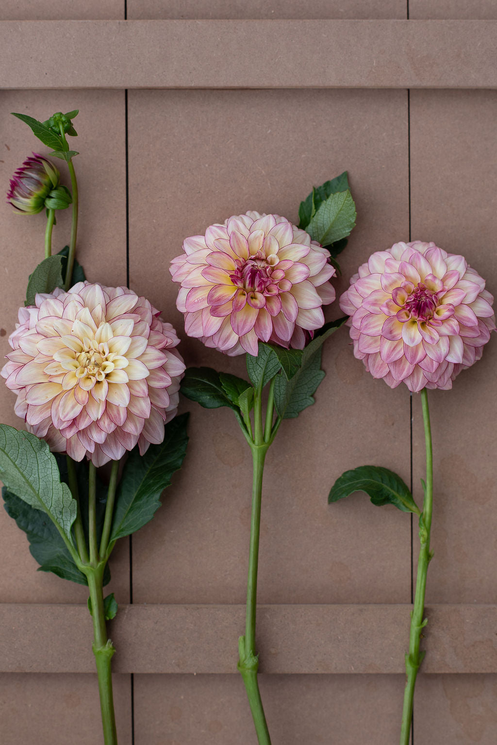 KA's Mocha Katie dahlia tuber