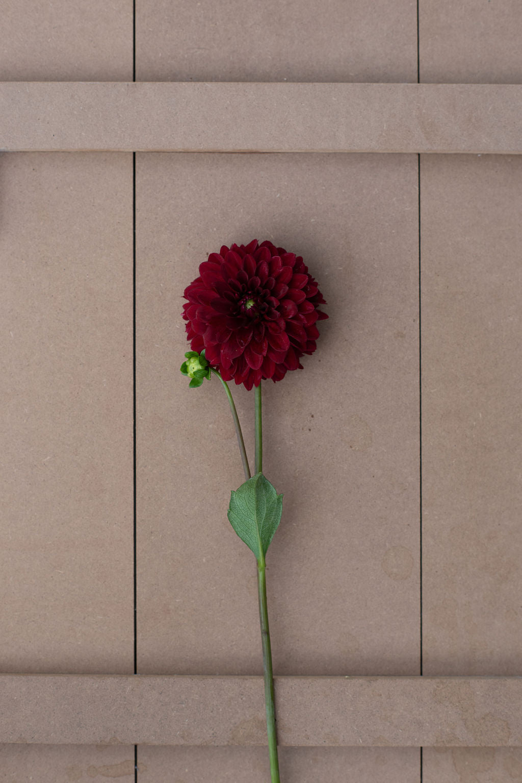 KA's Cardinal dahlia tuber