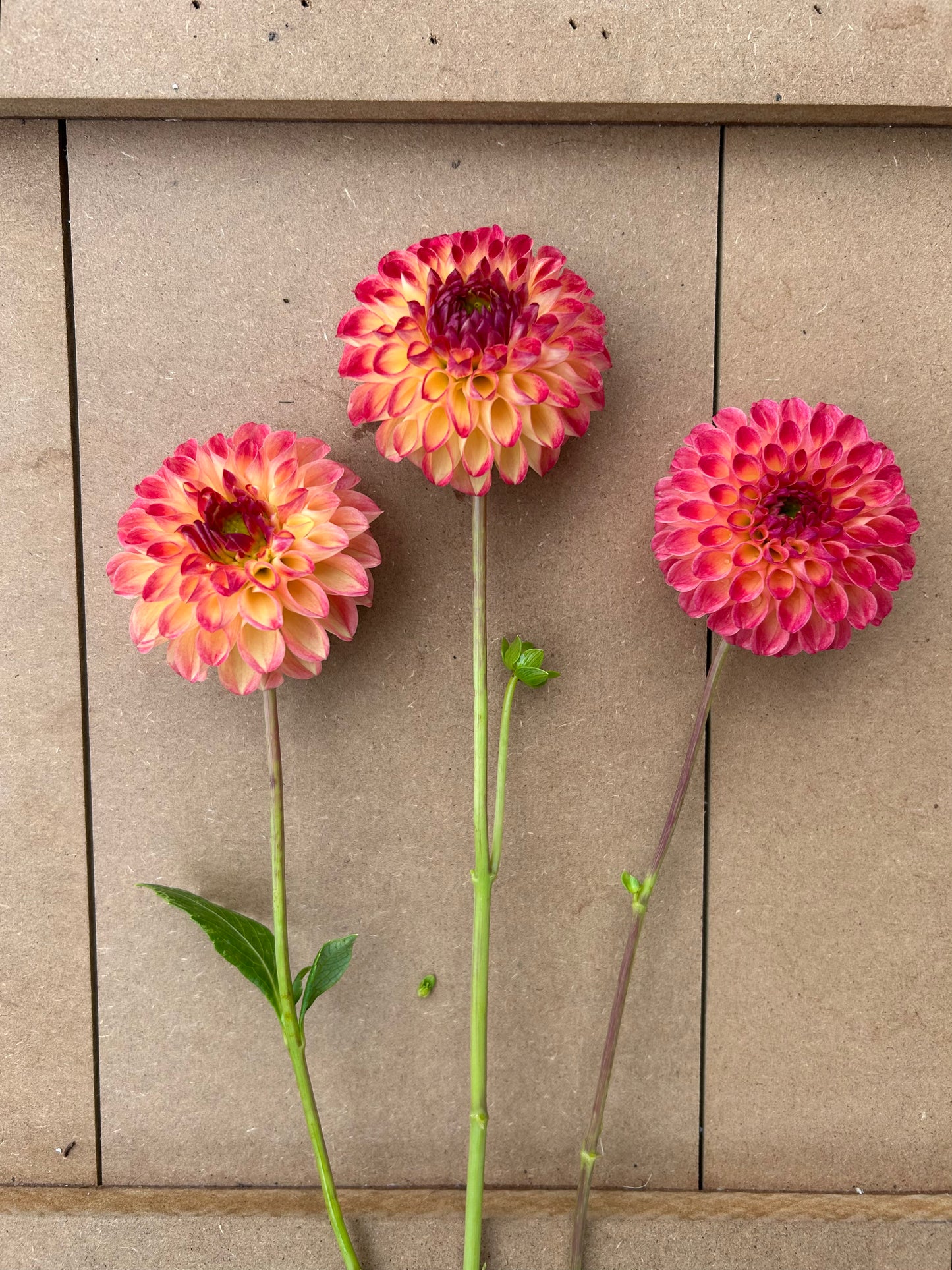 Camano Mordor dahlia tuber