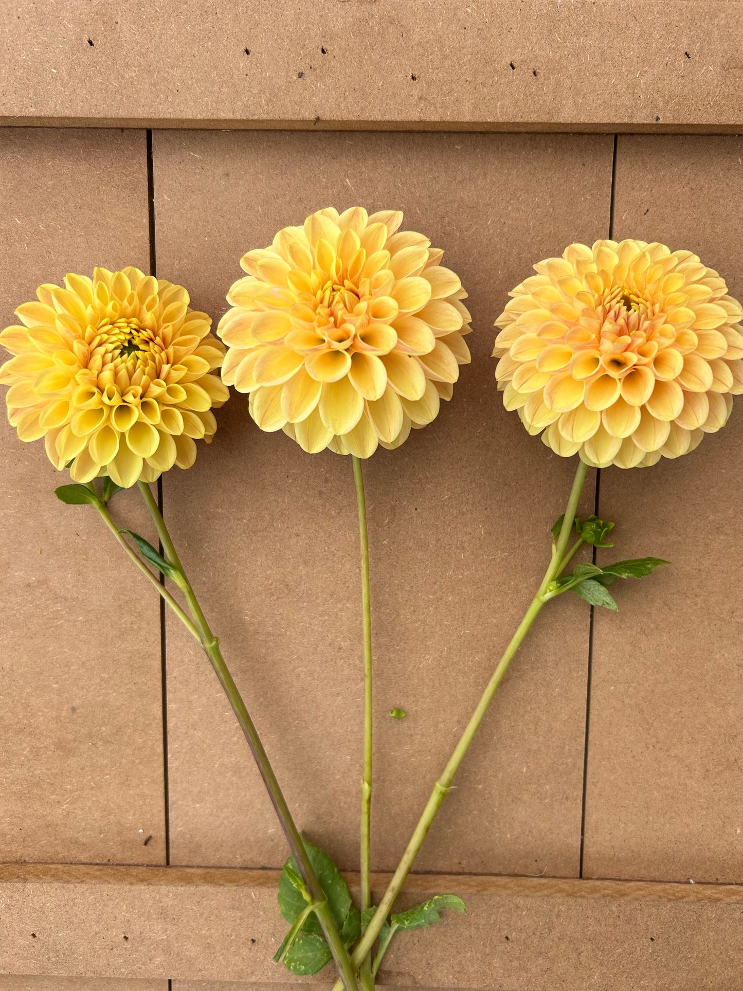 Darcy dahlia tuber