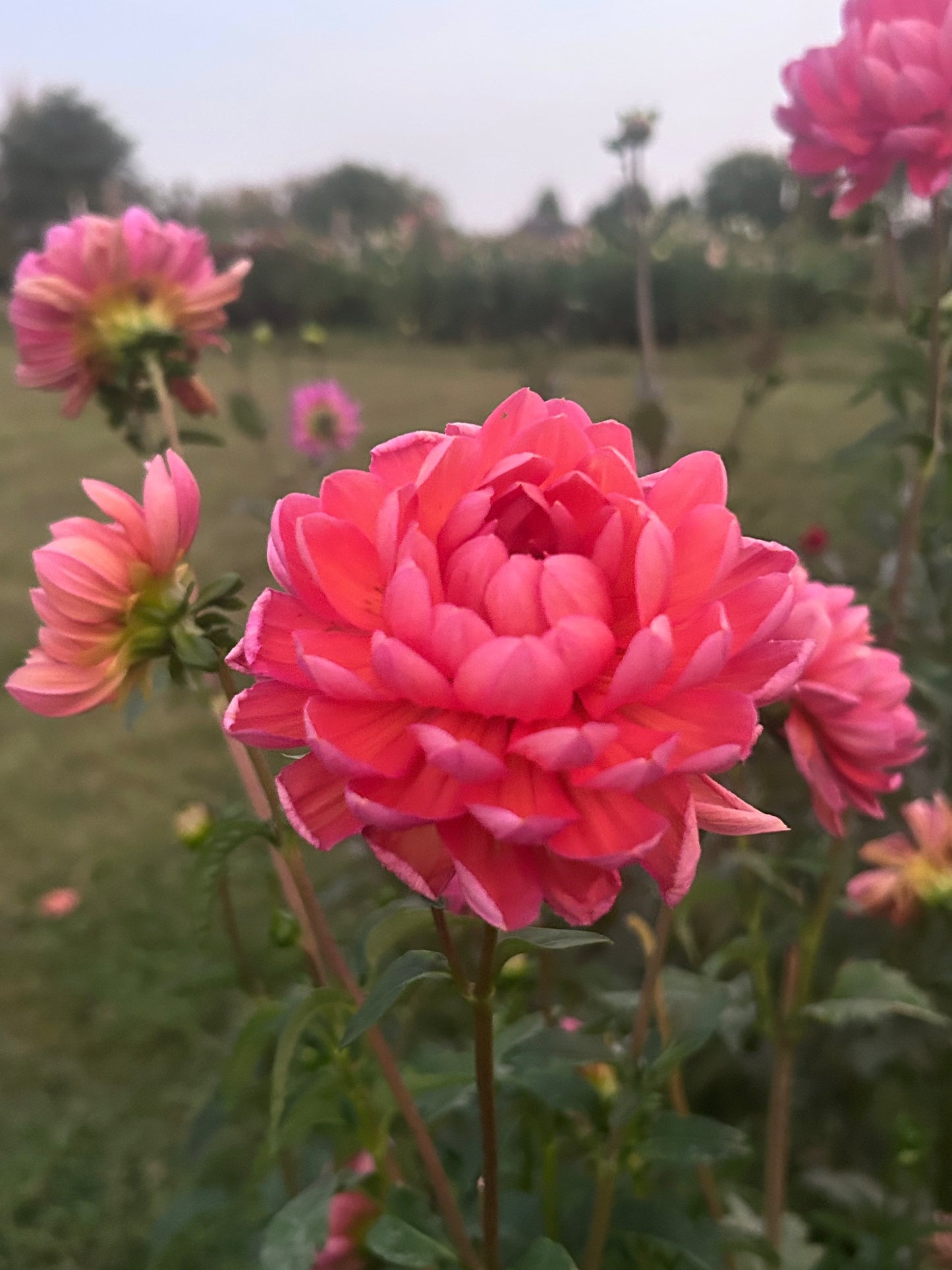 Hollyhill Daydream dahlia tuber