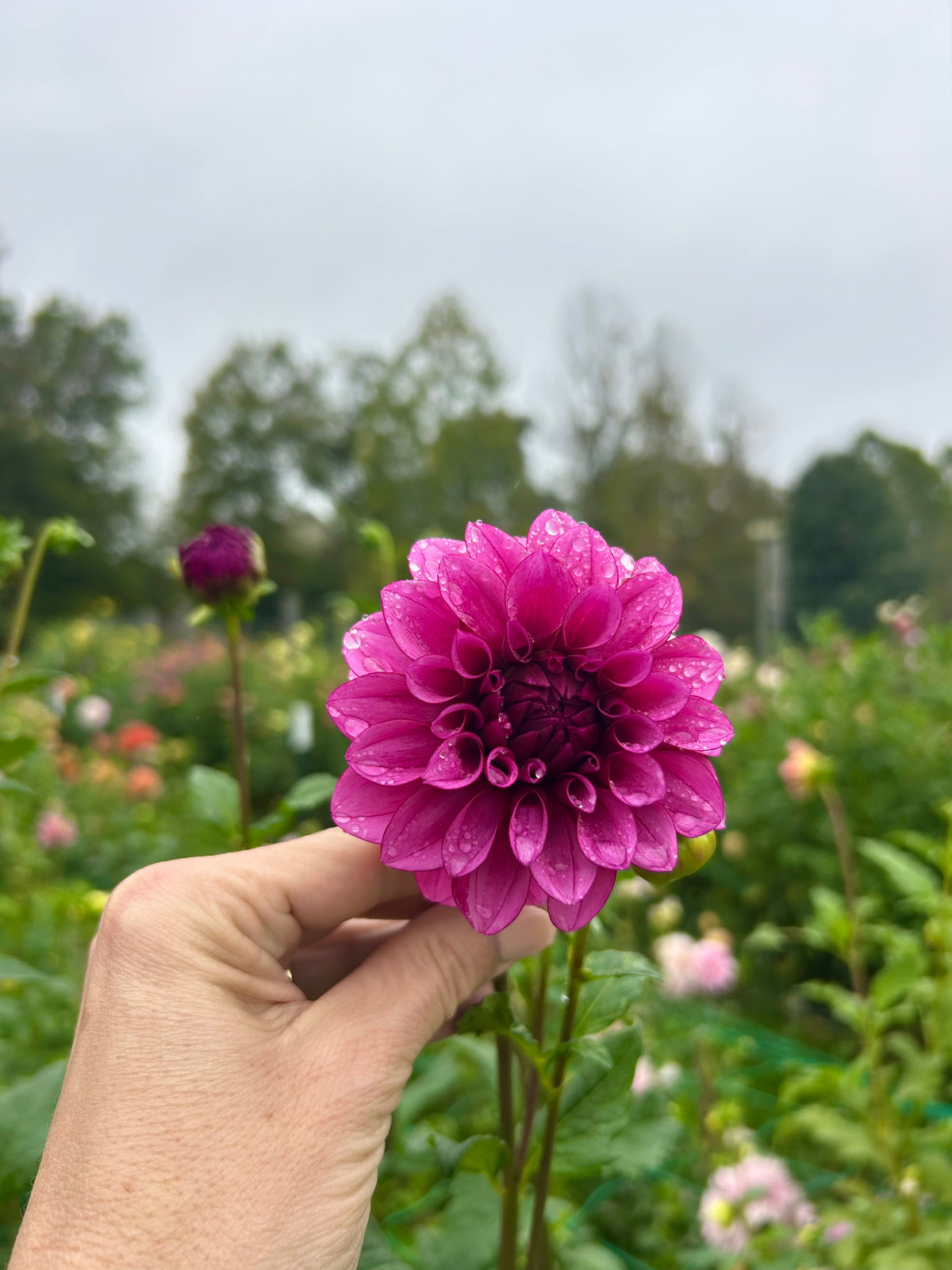 RM Berry Bliss dahlia tuber