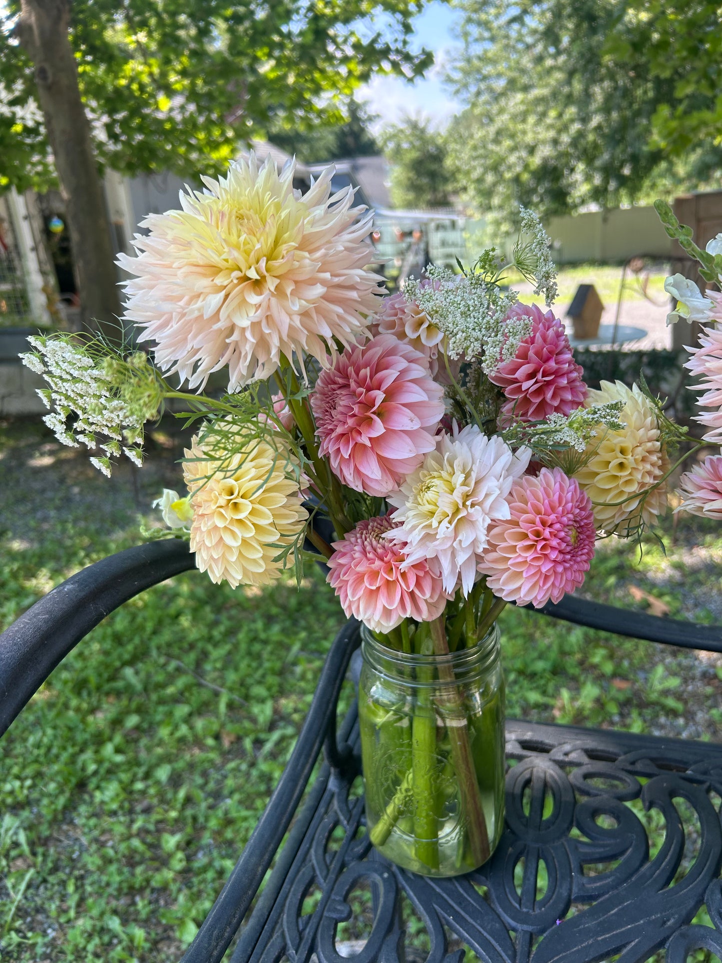 5 weeks of Dahlia Bouquets - DELIVERED