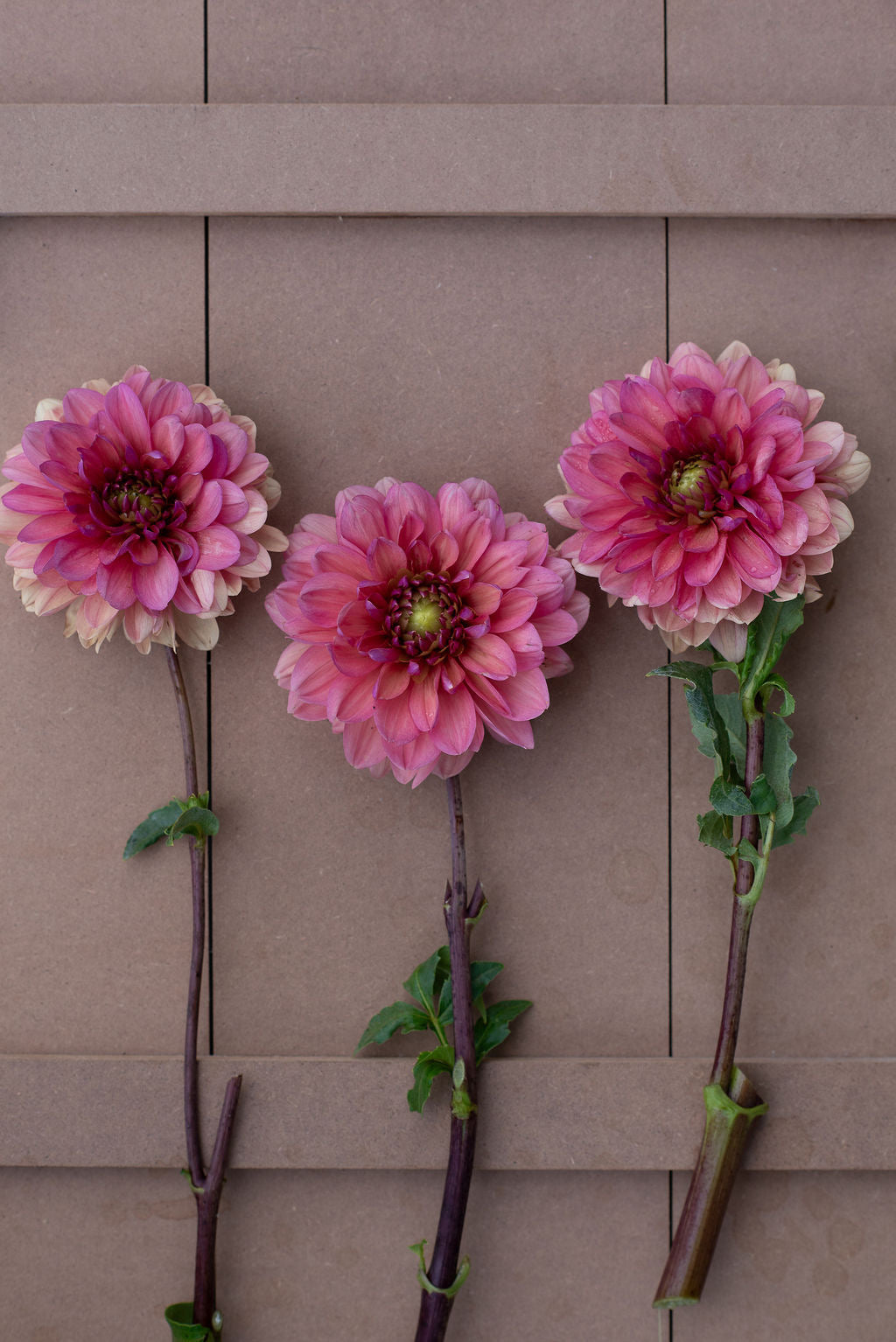 Molly Raven dahlia tuber - LIMIT 1 per household