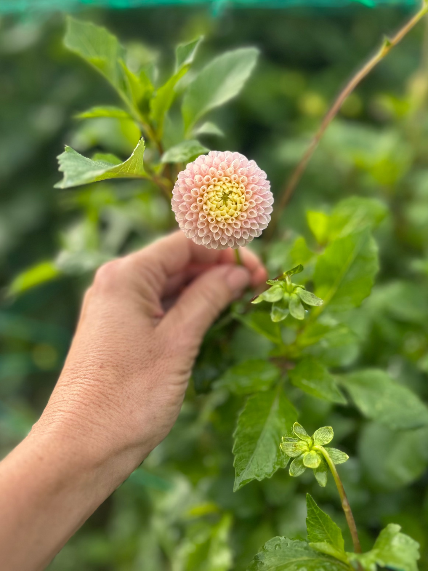 Irish D Porter dahlia tuber